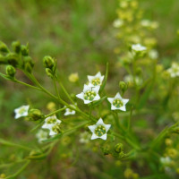Na první pohled nenápadná lněnka lnolistá získala prestižní Cenu Václava Dvořáka v soutěži o nejkrásnější poloparazitickou rostlinu.