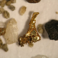 Vyrýžovaná zlatinka z r. 2012, rozměr 1,5 × 0,7 mm. Foto: J. Zimák 2012