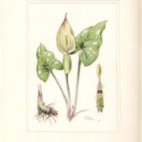 J. Dohnal. Árón východní – Arum cylindraceum