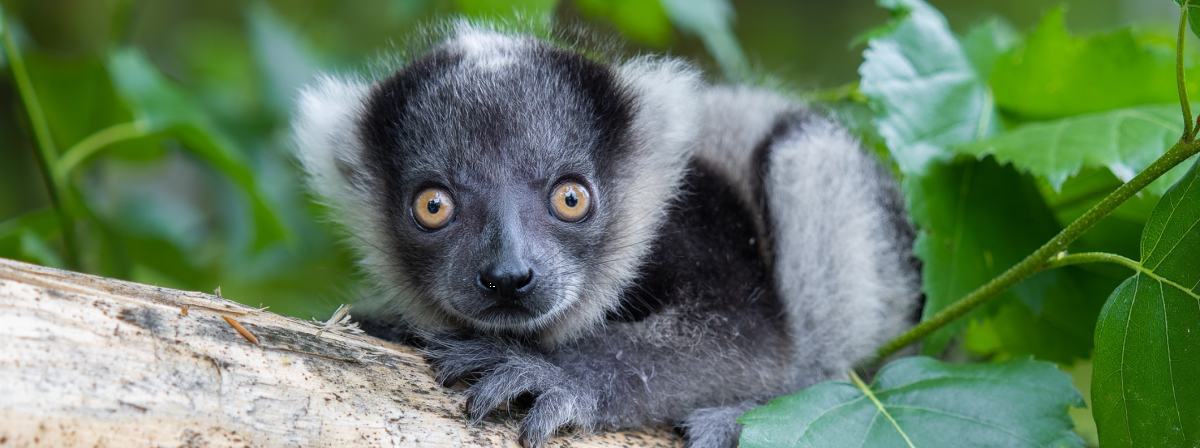 Den zoologických zahrad. Odneste si domů zvířecího kamaráda