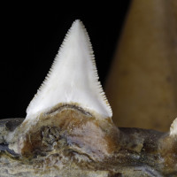 3. Detailní pohled na zuby žraloka bílého.