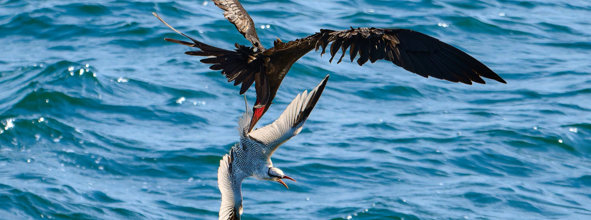 Vydejte se s námi za zvířaty a jejich příběhy
