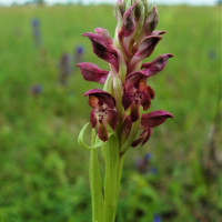 Orchidej rudohlávek štěničný je v Česku vyhynulým druhem