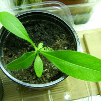 Echium russicum.jpg