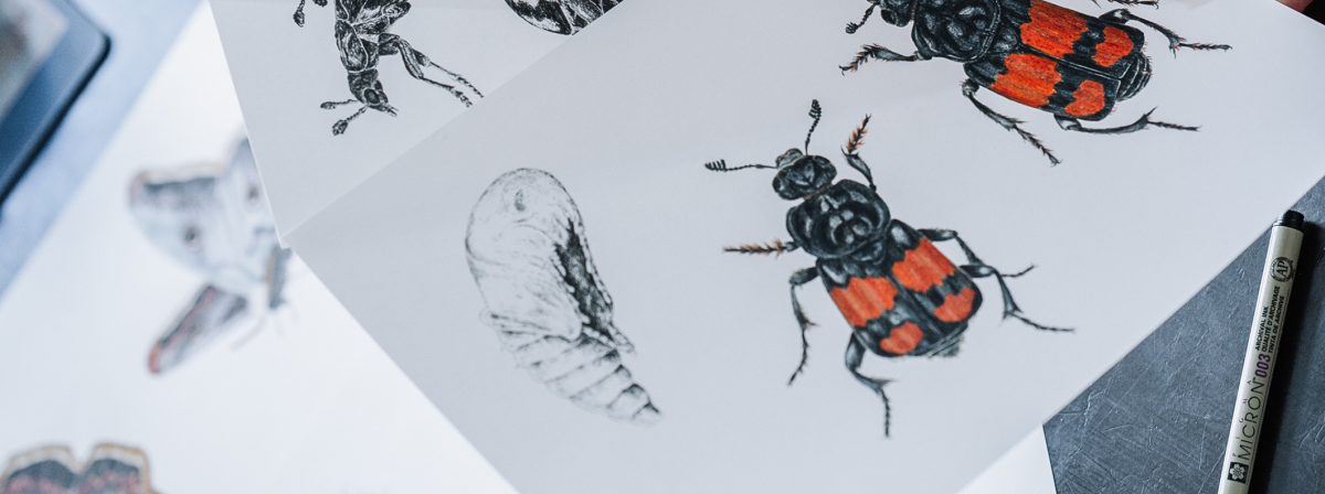 Nová výstava představí fascinující hmyzí proměny v kresbách