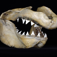 ZO002354 Carcharodon carcharias, žralok bílý, čelisti