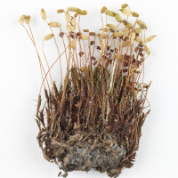 Ploník jalovcový - Polytrichum juniperinum