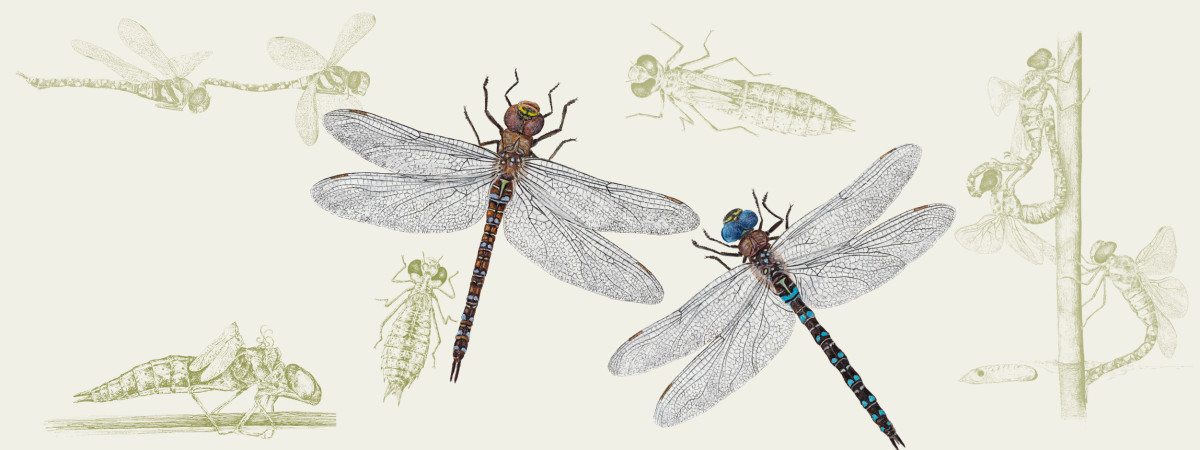 Fascinující hmyzí proměny v kresbách