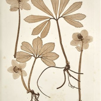 Physiotypia plantarum austriacarum. Čemeřice černá - Helleborus niger