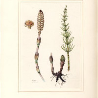 J. Dohnal. Přeslička rolní – Equisetum arvense