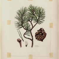 J. Dohnal. Borovice blatka – Pinus rotundata
