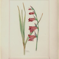 J. Dohnal. Mečík bahenní – Gladiolus palustris