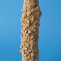 Kalcit - stalaktit, Javoříčko - jeskyně Pod šplázem