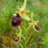 Orchidej tořič pavoukonosný
