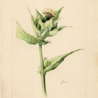 J. Weiser. Pcháč zelinný – Cirsium oleraceum