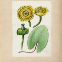 J. Dohnal. Stulík žlutý – Nuphar lutea