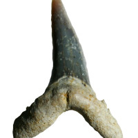 Zub žraloka Odontaspis acutissima, miocén, Slatinky.