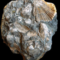 Lumachella fosilií měkkýšů, křída, Štíty.