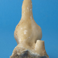 Kalcit - ředkvičkovitý stalaktit, lokalita Javoříčko - jeskyně