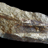 Přeslička Archaeocalamites scrobiculatus, spodní karbon, Lošov.