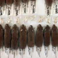 Dokladová sbírka drobných savců (na obrázku kolekce norníků rudých) má velký význam pro vědecké účely