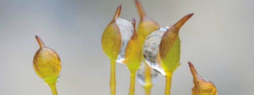 Mechorosty – latimérie mezi rostlinami