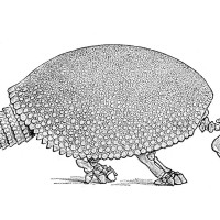 Tajemný glyptodon kresba-page-001.jpg