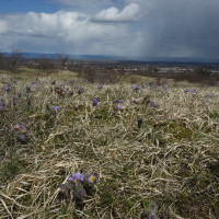 Koniklece Kosíř - Chráněné lokality Malého a Velkého Kosíře rozkvétají na jaře celou řadou chráněných rostlin, jednou z nich je taktéž Koniklec