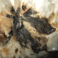 Columbit (oxidy tantalu a niobu), Maršíkov, černý tabulkovitý krystal v pegmatitu, foto P. Rozsíval