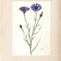 J. Dohnal. Chrpa modrá – Centaurea cyanus