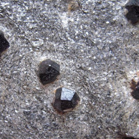 03 Almandin, Jeseník – Zlatý chlum, velmi tmavě fialové krystaly do 1 cm ve svoru, foto P. Novotný.